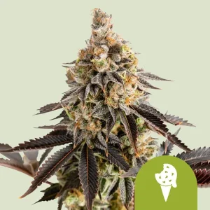 Harzige Blüte von Cookies Gelato Auto von Royal Queen Seeds, selbstblühende Cannabissorte.