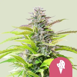 Harzige Blüte von Cookies Gelato von Royal Queen Seeds, Cannabissorte.