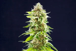 Blüte von Cookies Haze von Kannabia, Cannabissorte.
