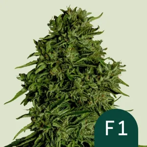 Harzige Blüte von Cosmos F1 CBD von Royal Queen Seeds, CBD-reiche Cannabissorte.