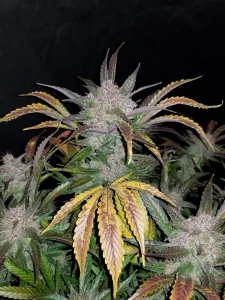Harzige Blüte von Cream Cookies Auto, selbstblühende Cannabissorte.