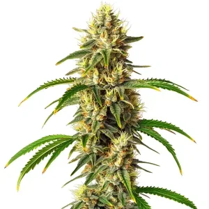 Blüte von Critical Auto von Blimburn Seeds, selbstblühende Cannabissorte.