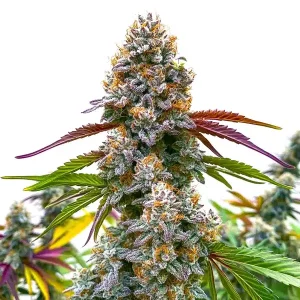 Nahaufnahme der Blüte von Critical Daddy Purple, Cannabissorte von Blimburn Seeds.