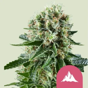 Harzige Blüte von Critical Kush von Royal Queen Seeds, Indica-Cannabissorte.