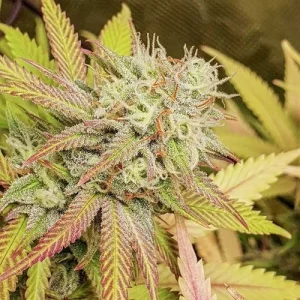 Blüte von Critical Orange Punch, Cannabissorte mit Orangenaroma.