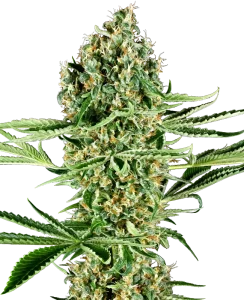 Blüte von Critical Runtz von Sensi Seeds, Cannabissorte.