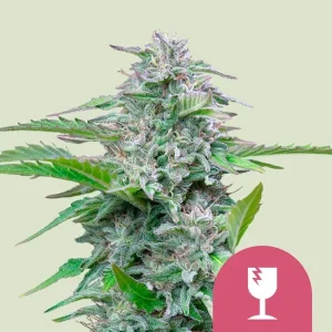 Harzige Blüte von Critical von Royal Queen Seeds, Cannabissorte.