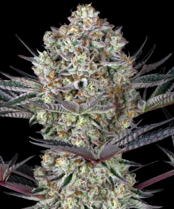 Harzige Blüte von Dos Si Dos 33 von Barney's Farm, Cannabissorte.