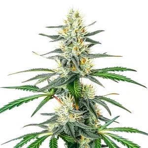 Pflanze von Dama Blanca in der Blütephase, Cannabissorte von Blimburn Seeds.