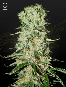 Blüte von Damnesia von Green House, Cannabissorte.