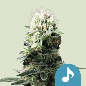 Harzige Blüte von Dance World CBD von Royal Queen Seeds, CBD-reiche Cannabissorte.