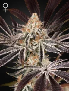 Blüte von Dark Phoenix von Green House, Cannabissorte.
