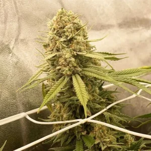 Blüte von Desfrán, Sativa-Cannabissorte von Dutch Passion.
