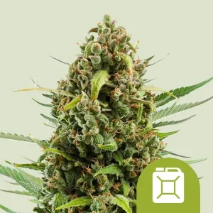 Harzige Blüte von Diesel Auto von Royal Queen Seeds, selbstblühende Cannabissorte.