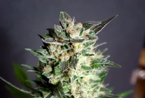 Blüte von Diesel Glue von Kannabia, Cannabissorte.
