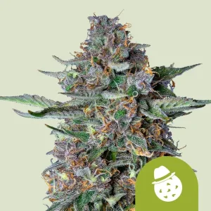 Harzige Blüte von Do-Si-Dos Auto von Royal Queen Seeds, selbstblühende Cannabissorte.