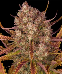Harzige Blüte von Dos Si Dos Auto, selbstblühende Cannabissorte.
