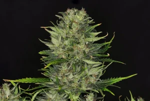Blüte von Dosidos Auto von Kannabia, selbstblühende Cannabissorte.