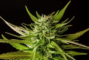 Blüte von Do-si-dos von Kannabia, Cannabissorte.