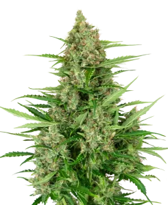 Blüte von Double Kush Cake Auto von Sensi Seeds, selbstblühende Cannabissorte.