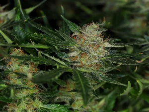 Blüte von Dream Sherbet Auto von Kannabia, selbstblühende Cannabissorte.