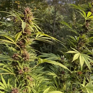 Nahaufnahme der Blüte von Durban Dew, Cannabissorte.