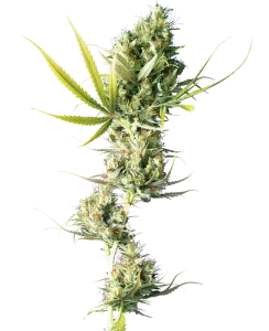 Blüte von Durban von Sensi Seeds, afrikanische Sativa-Cannabissorte.
