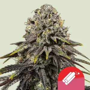 Harzige Blüte von Dynamite Diesel von Tyson 2.0, Cannabissorte.