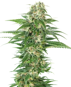 Blüte von Early Skunk Auto von Sensi Seeds, selbstblühende Cannabissorte.