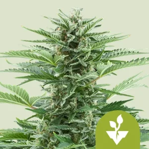 Harzige Blüte von Easy Bud Auto von Royal Queen Seeds, selbstblühende Cannabissorte.
