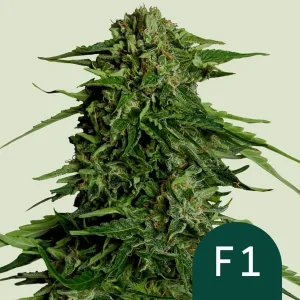 Harzige Blüte von Epsilon F1 Auto von Royal Queen Seeds, selbstblühende Cannabissorte.