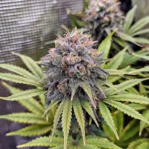 Blüte von Euforia, Skunk-Cannabissorte von Dutch Passion.
