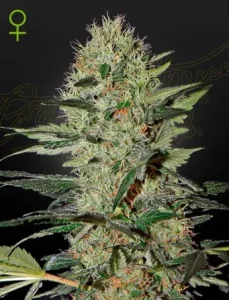 Blüte von Exodus Cheese Auto von Green House, selbstblühende Cannabissorte mit Käsearoma.