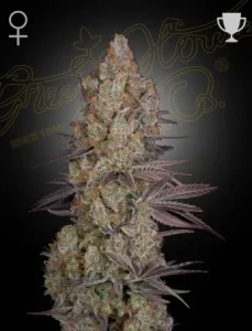 Blüte von Exodus Cheese von Green House, Cannabissorte mit Käsearoma.