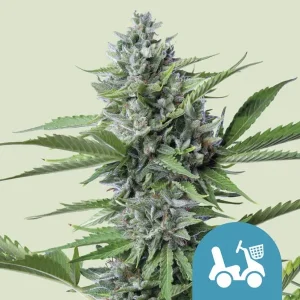 Harzige Blüte von Fast Eddy CBD Auto von Royal Queen Seeds, selbstblühende Cannabissorte.