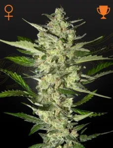 Blüte von Flower Bomb Kush von Green House, Kush-Cannabissorte.