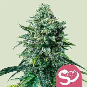 Blüte von Forbidden Fruit von Royal Queen Seeds, fruchtige Cannabissorte.