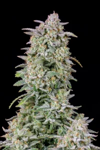 Harzige Blüte von Forbidden Runtz Auto, selbstblühende Cannabissorte.