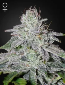 Blüte von Franco's Lemon Cheese von Green House, Cannabissorte.