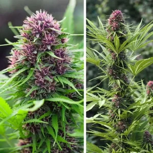 Blüte von Frisian Dew, widerstandsfähige Outdoor-Cannabissorte.