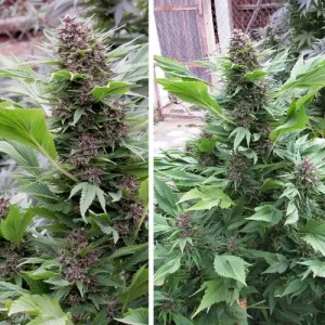 Blüte von Frisian Duck, Tarnungs-Cannabissorte für draußen.
