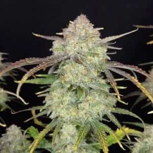 Harzreiche Blüte von Frostbanger Auto, selbstblühende Cannabissorte.