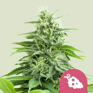 Harzige Blüte von Fruit Spirit von Royal Queen Seeds, Cannabissorte.
