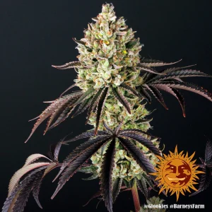Blüte von Glookies von Barney's Farm, Cannabissorte.