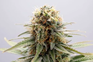 Blüte von GSC von Kannabia, Cannabissorte.