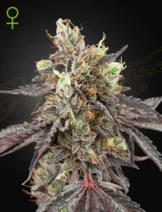 Blüte von Gelato 41 x Gelato 41 Auto von Green House, selbstblühende Cannabissorte.