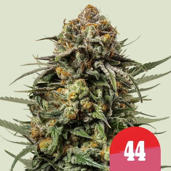 Blüte von Gelato 44 von Tyson 2.0, Cannabissorte.