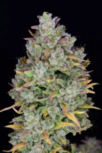 Harzige Blüte von Gelato Auto von Fast Buds, selbstblühende Cannabissorte.