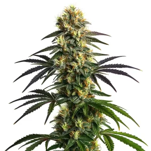Blüte von Gelato Fast Blooming, schnell blühende Cannabissorte.