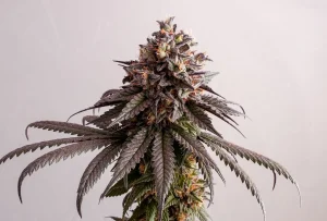 Blüte von Gelato-K von Kannabia, Cannabissorte.